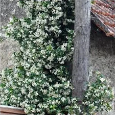 Quel type de plante est-ce ?