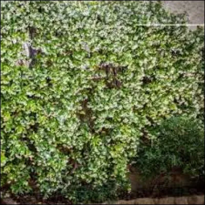 D'où cette plante est-elle d'origine ?