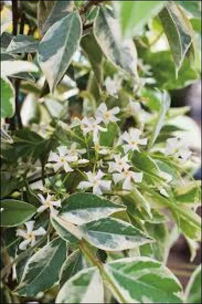 Il existe des jasmin étoilé de type "panaché".
