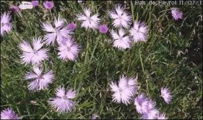 Comment appelle-t-on l'illet de Montpellier ?