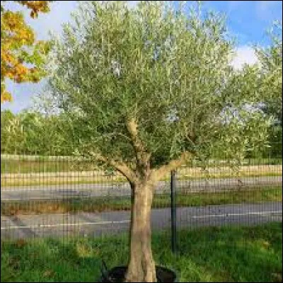 Retrouvez l'olivier !