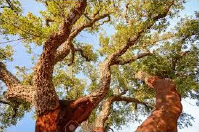 Quel est le nom latin du chêne-liège ?