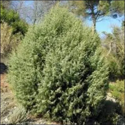 Le genévrier cade, vous connaissez ?