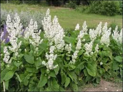 Aidez la petite sauge sclarée à retrouver son nom latin !