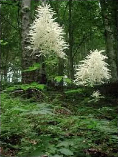 Cette plante est très reconnaissable !