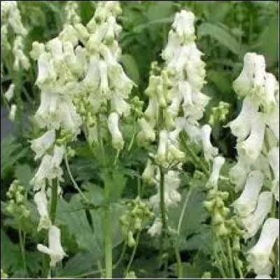 Quelle est cette fleur ?