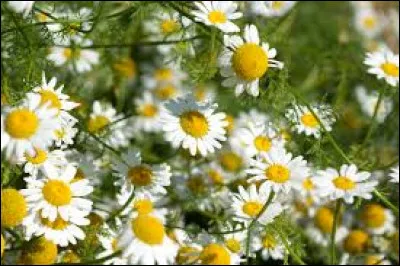 Cochez la bonne réponse !