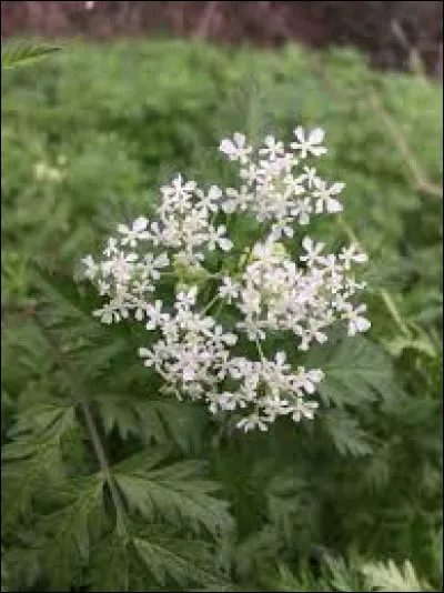 Quelle est cette plante ?