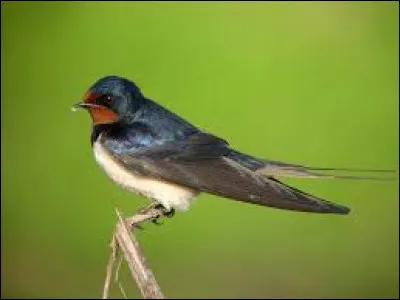 Gazouiller, ramager, triduler, trisser, truisotter, mais de quel oiseau parle-t-on ?