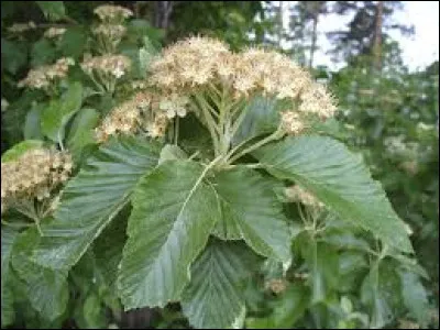 Cet arbre, du genre Sorbus, est également appelé sorbier des Alpes. Il présente de petites fleurs blanchâtres. Il fournit des fruits rouge orangé comestibles, c'est un ou une...
