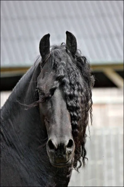 Quelle est la race du cheval de la photo ?