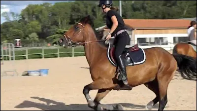 Le galop est une allure à .... temps
