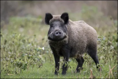 Quelle est la femelle du sanglier ?