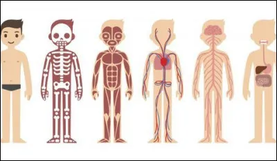 À la naissance, le corps humain comporte plus d'os qu'à l'âge adulte