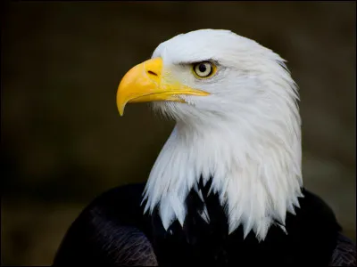 Quelle est la particularité d'Eli ?