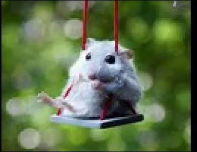 Dans la reproduction des hamsters russes, un blanc + un noir donnent un bébé ...