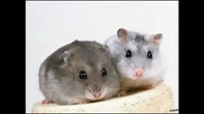 En moyenne, combien de temps vit un hamster russe ?