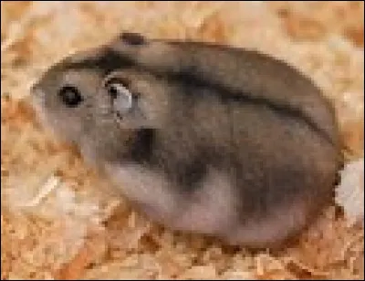 Cette photo représente un hamster ...