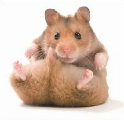 Comment bien loger son hamster ?