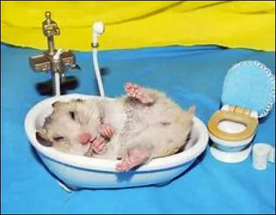 L'hygiène du hamster, comment ça marche ?
