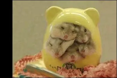 Combien de bébés peuvent avoir un hamster russe dans une portée ?