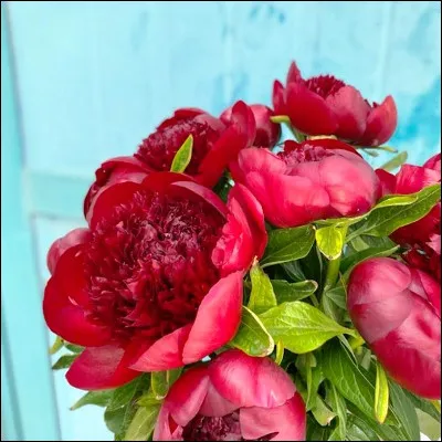 Quelle fleur de la famille des p&eacute;oniac&eacute;es poss&egrave;de des esp&egrave;ces d'une couleur rouge proverbiale ?