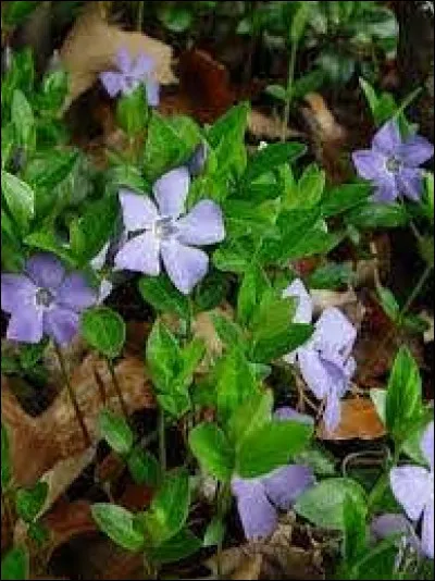 La pervenche a un feuillage...