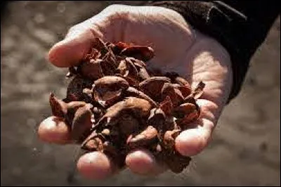 Sous quelle forme le jardinier utilise-t-il le cacao ?