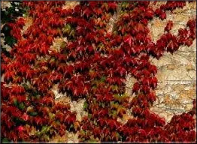 Comment la vigne vierge grimpe-t-elle ?