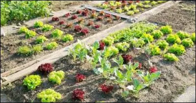 Au potager, la rotation permet....