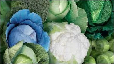 Avec quoi plante-t-on les choux ?