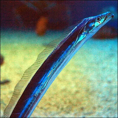 Au Japon, qu'est-ce que le tachi ?