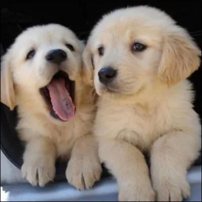 Comment s'appelle son chien ?