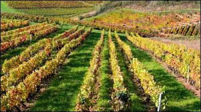 Quel est le c&eacute;page du Beaujolais &agrave; 97 pour cent ?