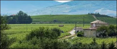 Les hauteurs du Beaujolais ont de nombreuses parcelles plant&eacute;es de quel arbres ?
