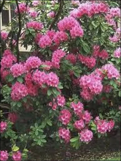 Notre rhododendron est :