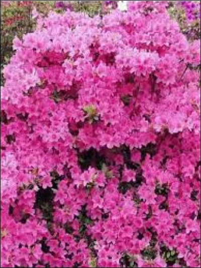 Comment est notre azalée du Japon ?