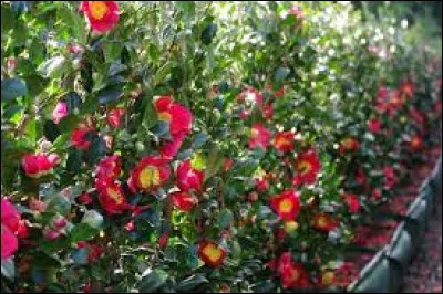 Quel est le type du feuillage du camélia d'automne ?