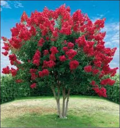 Le lilas des Indes nous fait de très jolies fleurs. Il est :