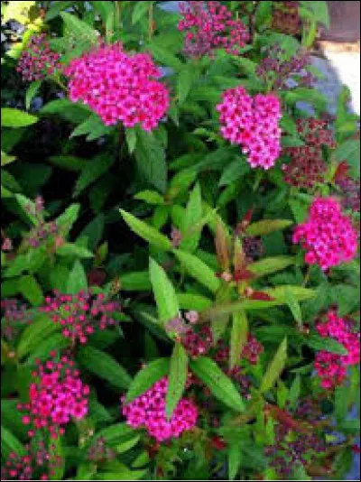 Comment le feuillage du spir&eacute;e du Japon est-il ?