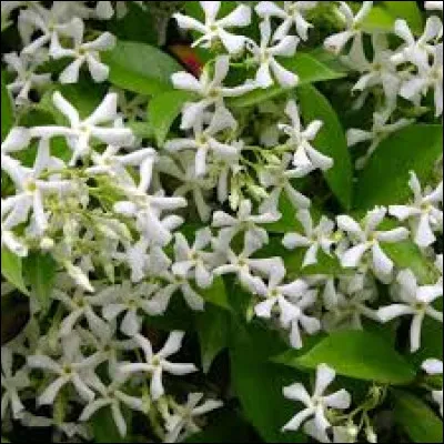 Qu'allez-vous me cocher pour le jasmin &eacute;toil&eacute; ?