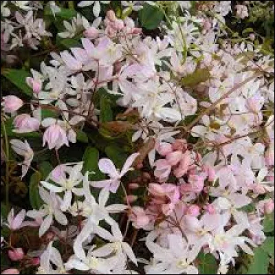 La Cl&eacute;matite armandii Snowdrift est :