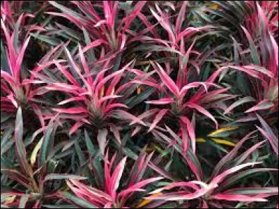 La cordyline est :