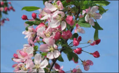 Quel est le type de feuille du pommier en fleur ?