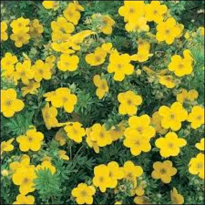 La potentille sera :