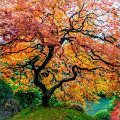 Notre joli &eacute;rable du Japon sera :