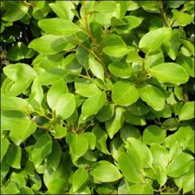 La griseline est une plante utilis&eacute;e et appr&eacute;ci&eacute;e par son joli feuillage vert est :