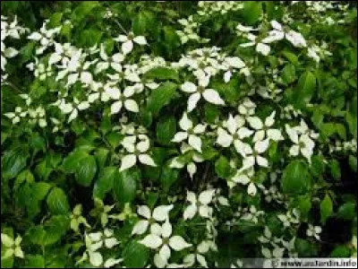 Tous les cornouillers sont :