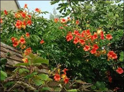 La bignone est une grimpante au feuillage :