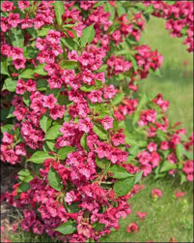 Quel est le type de feuillage du weigelia ?